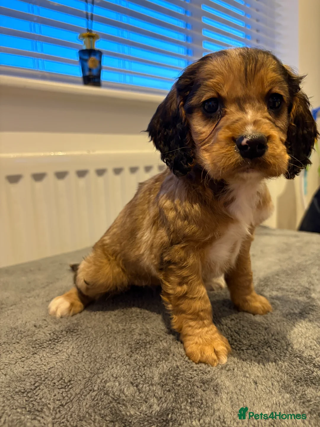 Cocker Spaniel dogs for sale: Cocker spaniel puppies  - Advert 11