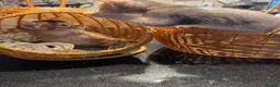 Abyssinian cats for sale: Three Abyssinian sisters looking for a new home - Advert 4