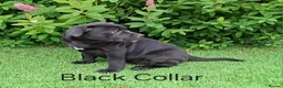 Staffordshire Bull Terrier dogs for sale: Classic Staffordshire Bull Terrier Puppies  - Advert 6