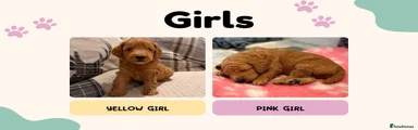 Yellow Girl