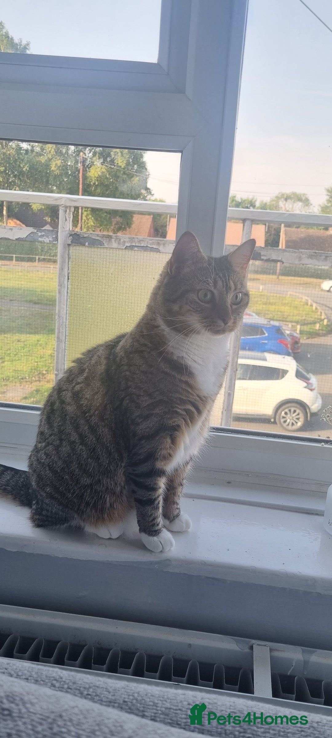 Bengal cats for sale: This is saint  - Image 5
