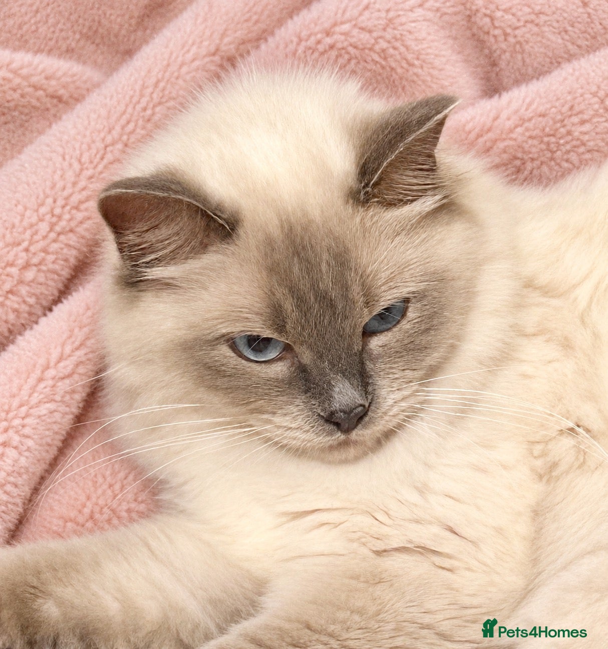 Ragdoll cats Beautiful Ragdoll Kittens – 4 Boys & 1 Girl 🩵🩷 - Advert 13