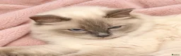 Ragdoll cats for sale: Beautiful Ragdoll Kittens – 4 Boys & 1 Girl 🩵🩷 in Aldershot - Advert 1