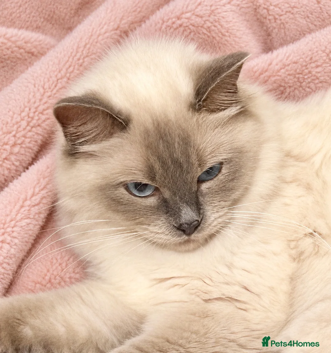 Ragdoll cats for sale: Beautiful Ragdoll Kittens – 4 Boys & 1 Girl 🩵🩷 in Aldershot - Advert 1