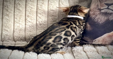 Bengal cats - Advert 7