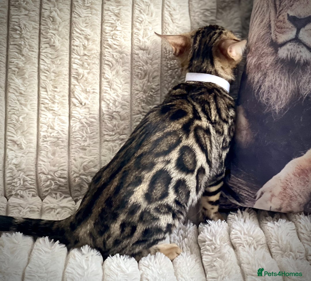 Bengal cats for sale: STUNNING TICA REGISTERED FEMALE PET/BREEDER. X - Image 3