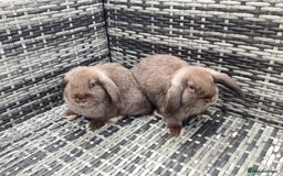 Mini Lop rabbits for sale: Two chocolate female mini lops  - Image 1