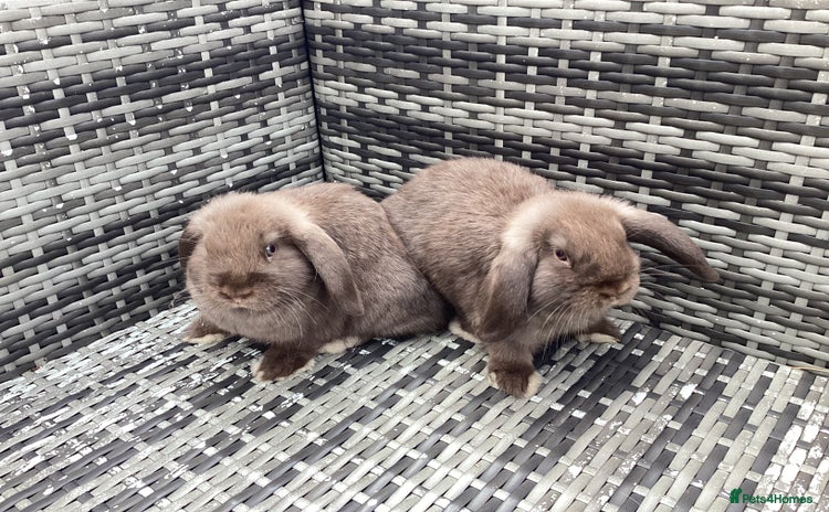 Mini Lop rabbits - Advert 1