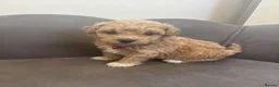 Poochon dogs for sale: Stunning Poochon Pups - Advert 8