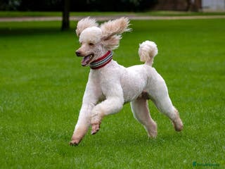 Standard Poodle dogs SUPERB KC HEALTH TESTED STANDARD POODLE.. in Newport - Advert 1