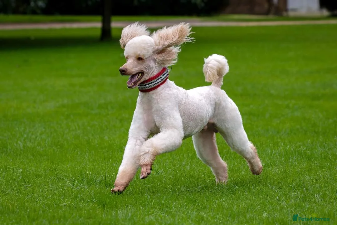 Standard Poodle dogs for stud: SUPERB KC HEALTH TESTED STANDARD POODLE.. in Newport - Advert 1
