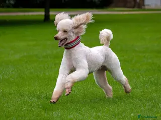 Standard Poodle dogs SUPERB KC HEALTH TESTED STANDARD POODLE.. in Newport - Advert 6