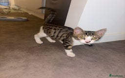 Bengal cats for sale: Kittens mixes bengal & calico  - Image 7