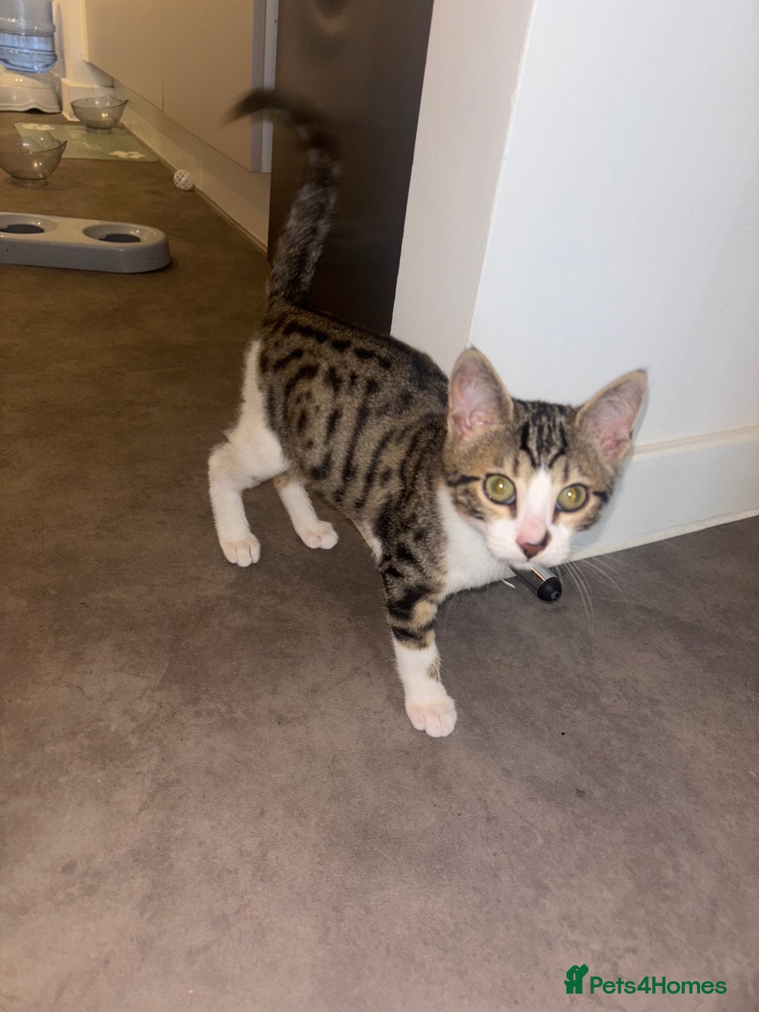 Bengal cats for sale: Kittens mixes bengal & calico  - Image 7