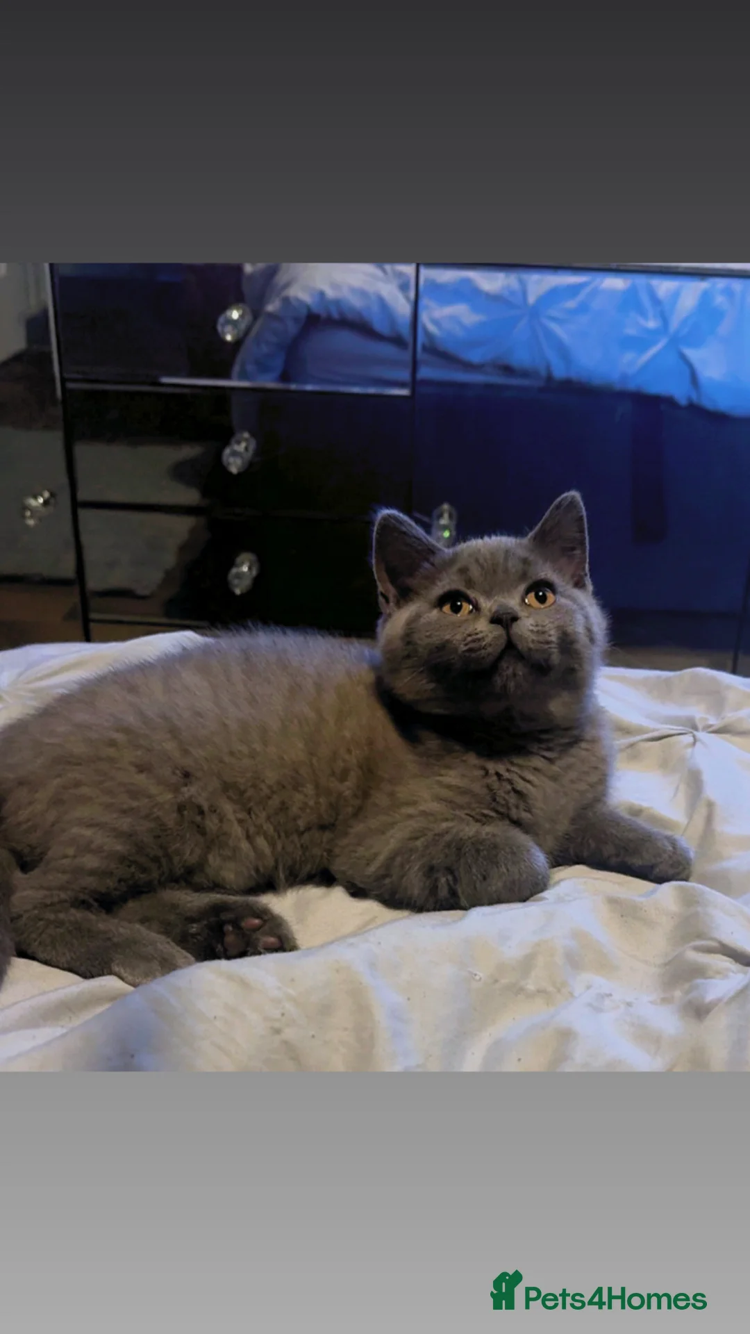 British Shorthair cats for sale: last beautiful male British Shorthair kitten - Advert 2