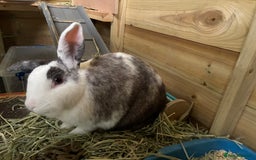 Mixed Breed rabbits for sale: Sweet Muffin - Image 4