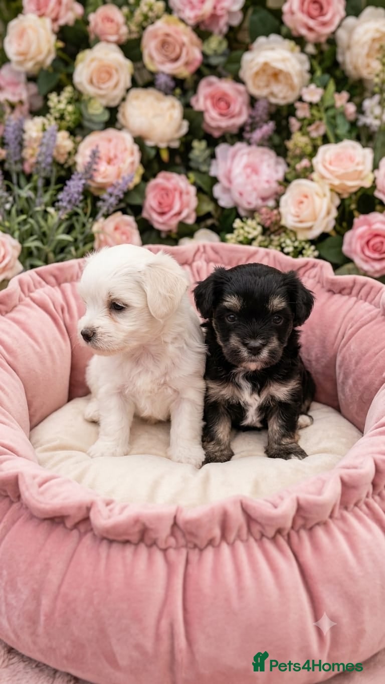 Maltipoo dogs TOY MALTIPOO PUPS FOR SALE - Advert 3