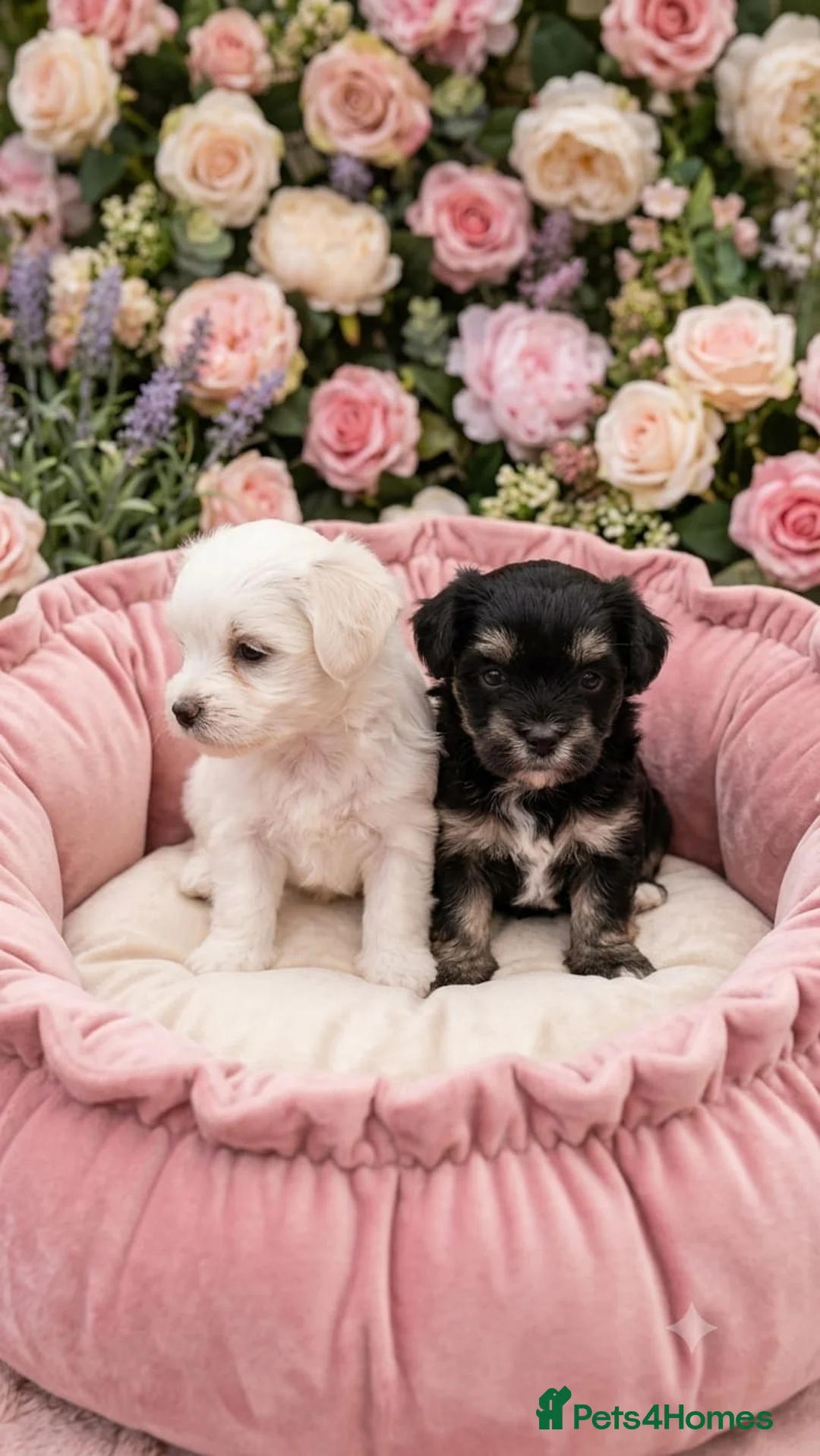 Maltipoo dogs for sale: TOY MALTIPOO PUPS FOR SALE - Advert 2