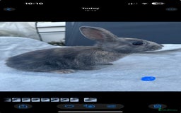 English Spot rabbits for sale: Adorable English Spot x Rex bunnies for sale.  - Image 4