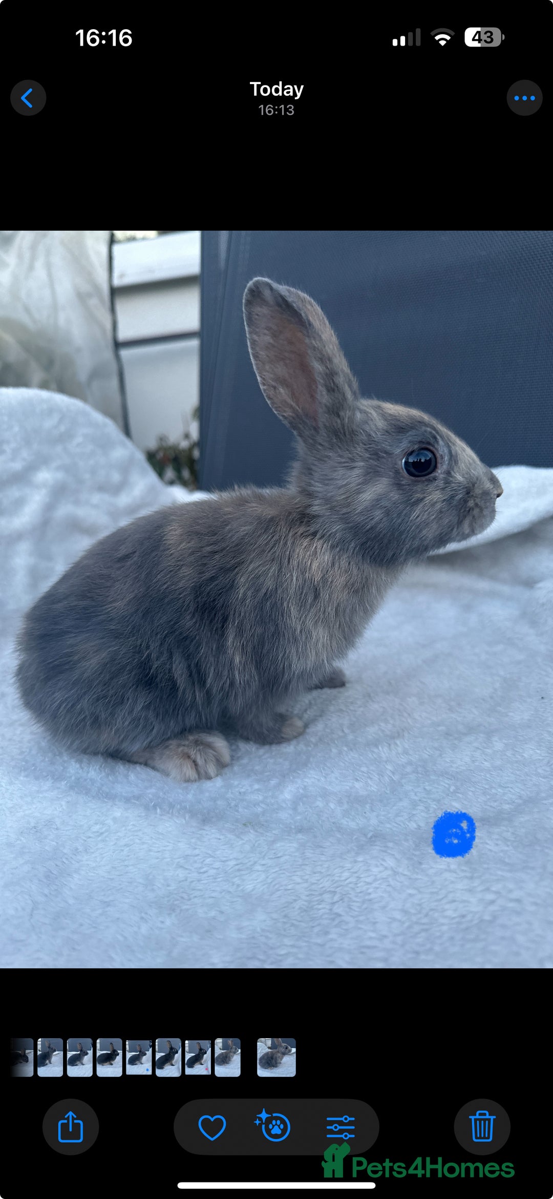 English Spot rabbits for sale: Adorable English Spot x Rex bunnies for sale.  - Image 4