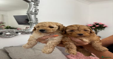 Cavapoo dogs - Advert 15