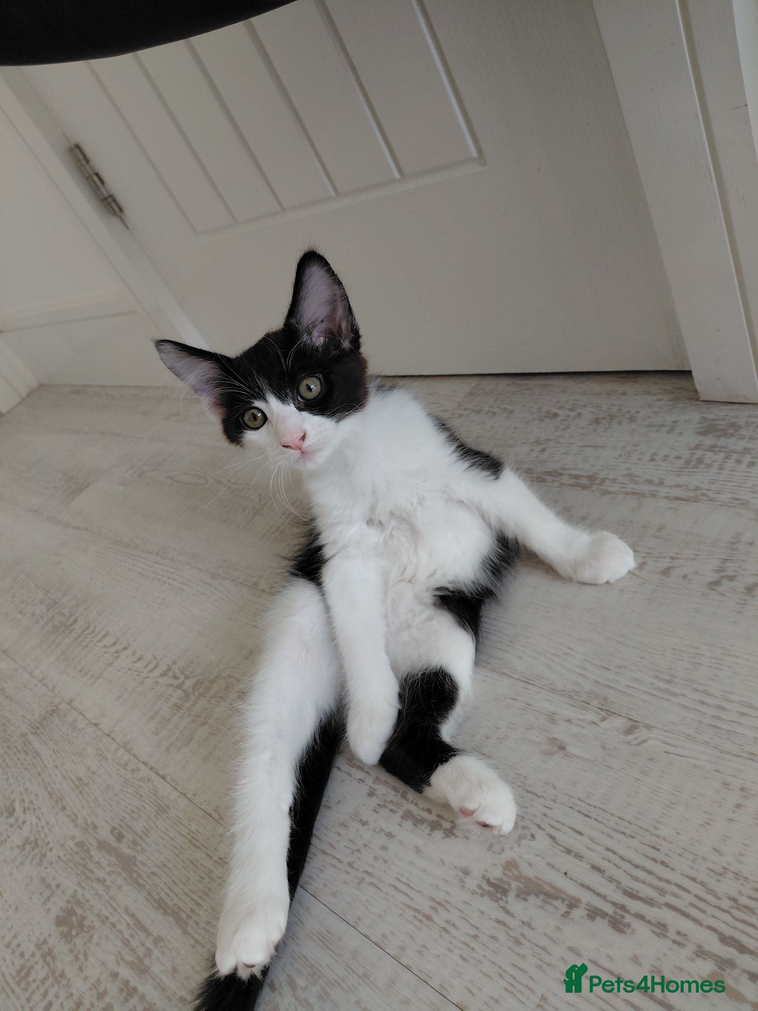 Mixed Breed cats Lovely kittens looking for a new home 💚 - Advert 2