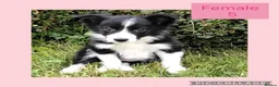 Border Collie dogs for sale: Border collie puppies  - Advert 5