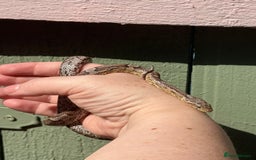 Corn Snake reptiles for sale: Multiple corn snakes for sale  - Image 3