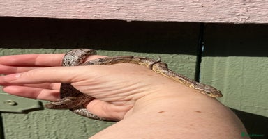 Corn Snake reptiles - Advert 4