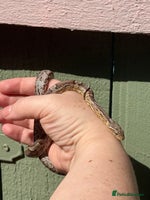 Corn Snake reptiles - Advert 1