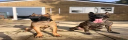Belgian Shepherd Dog dogs for sale: Exceptional Male Herder  - Advert 2
