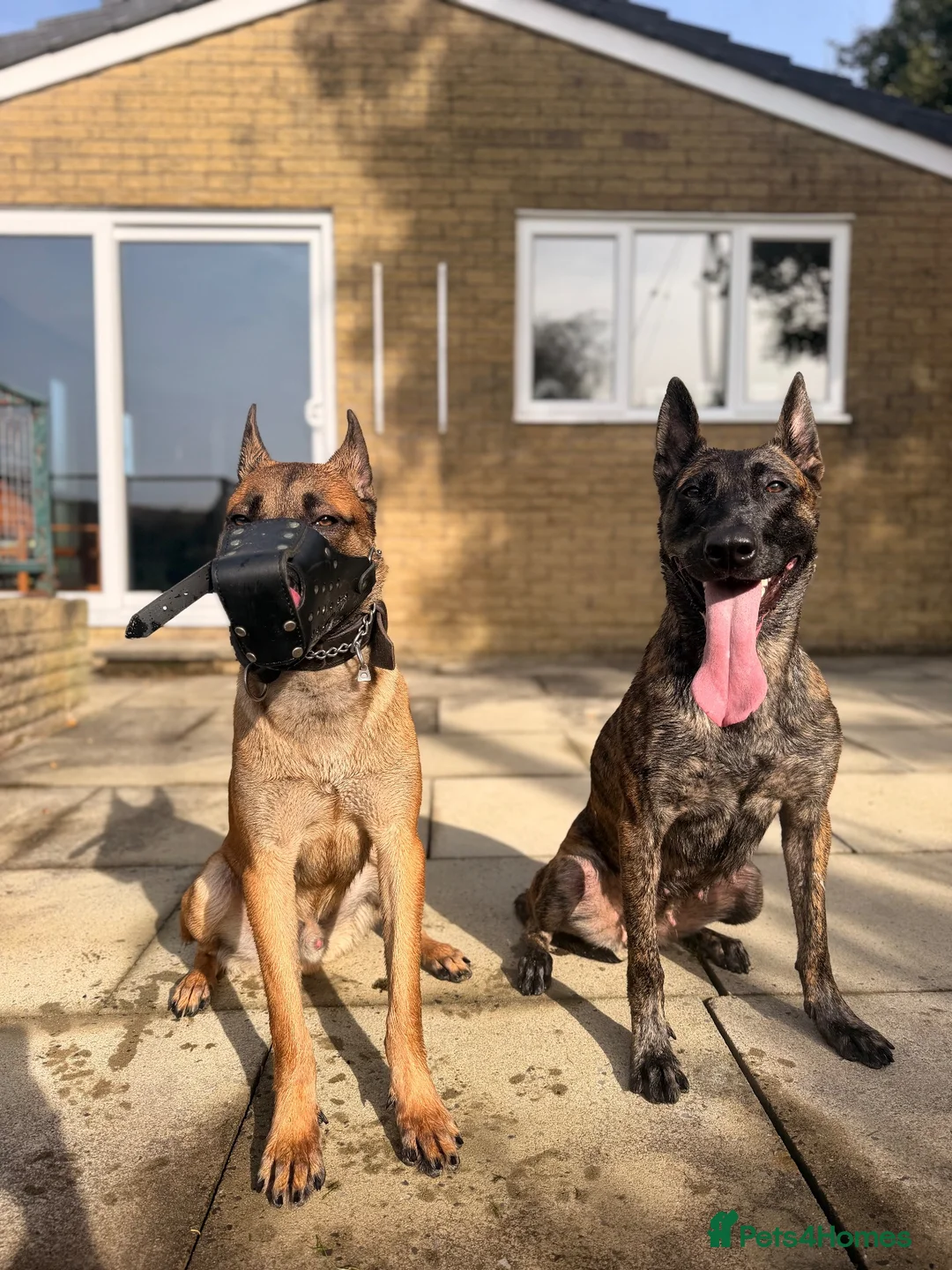 Belgian Shepherd Dog dogs for sale: Exceptional Male Herder  - Advert 2