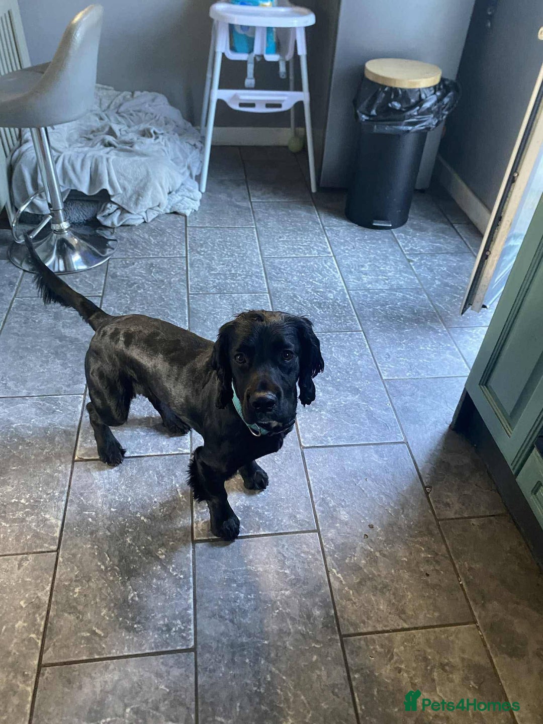 Mixed Breed dogs for sale: Black sprocker  - Advert 1