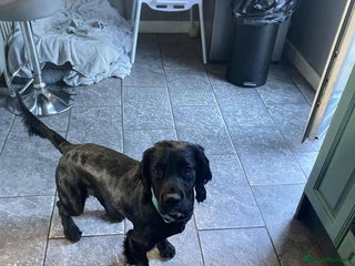 Mixed Breed dogs Black sprocker - Advert 3