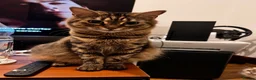 Siberian cats for sale: Two mix Siberian girls!! - Advert 9