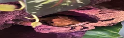 Gecko reptiles for sale: Crested gecko (male) - Advert 1