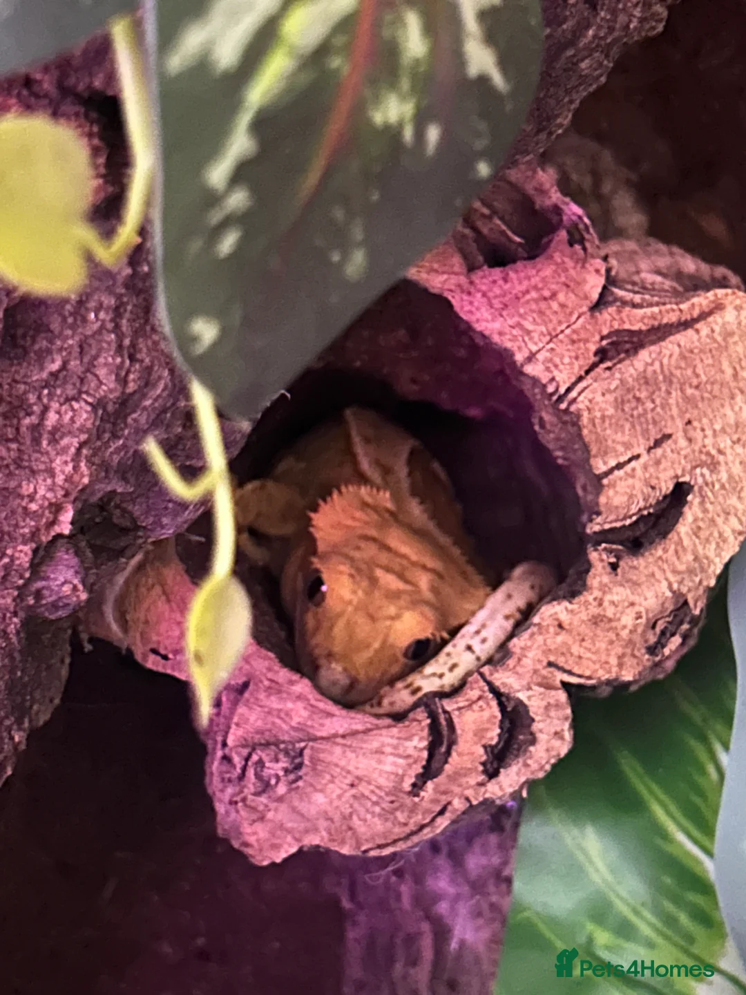 Gecko reptiles for sale: Crested gecko (male) - Advert 1