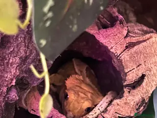 Gecko reptiles Crested gecko (male) - Advert 6