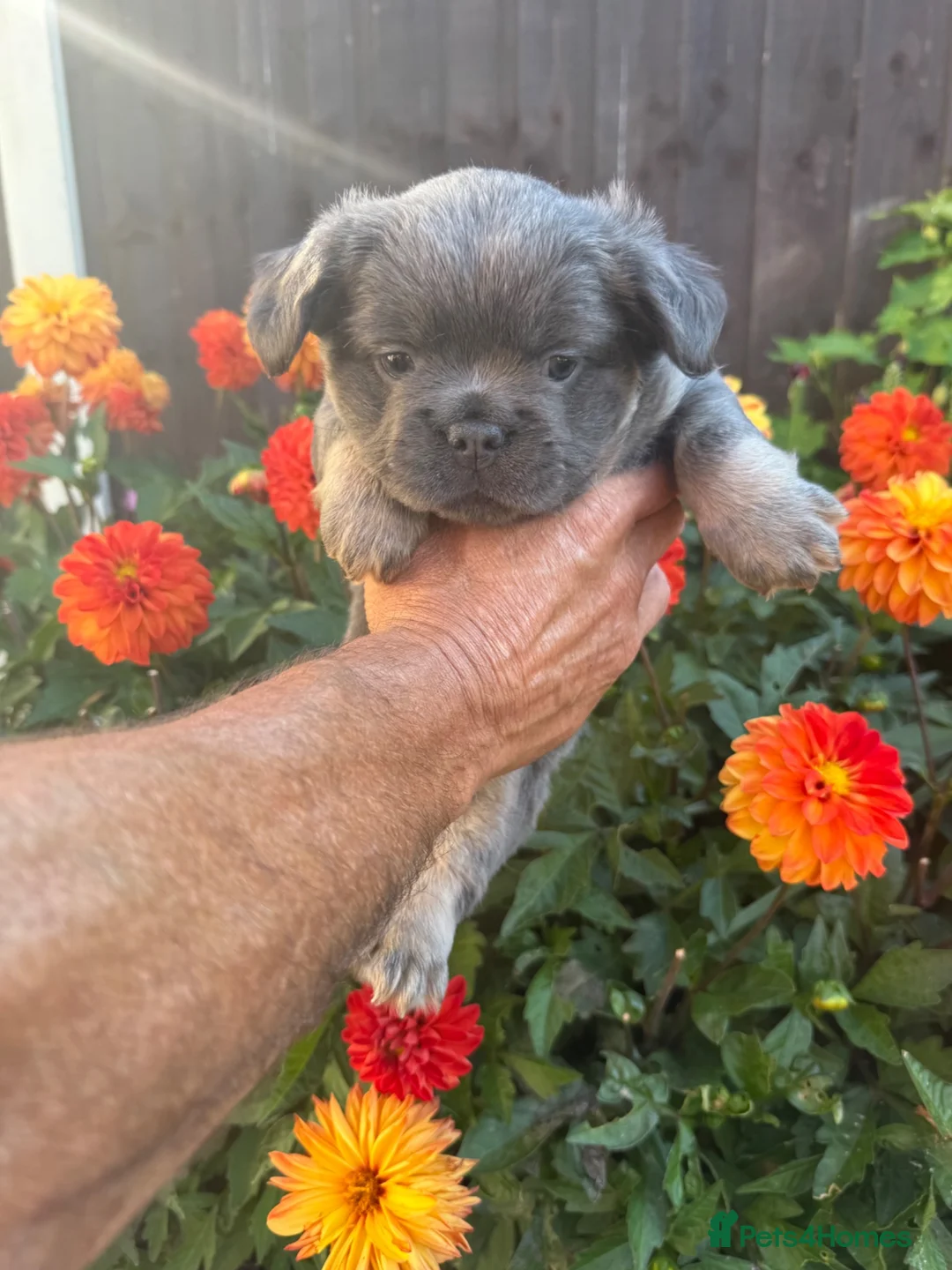French Bulldog dogs for sale: Fluffy French bulldog puppies 🐶  - Advert 2