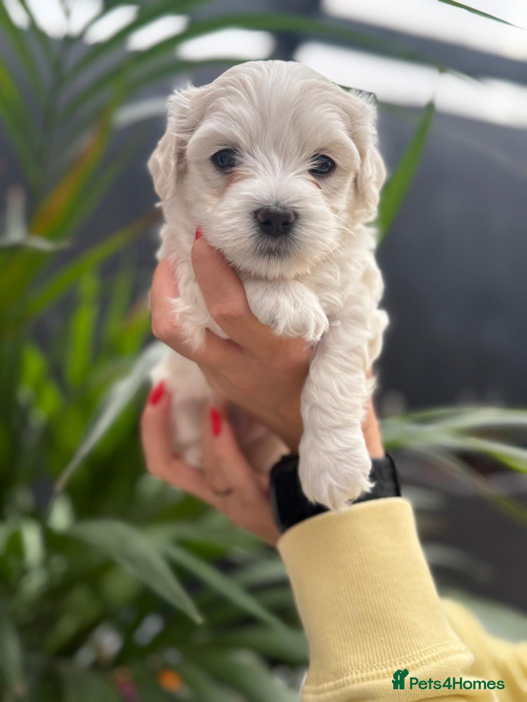 Maltipoo dogs for sale: ❤️Maltipoo beutifull puppies healthy checked❤️😍🥰 - Image 13