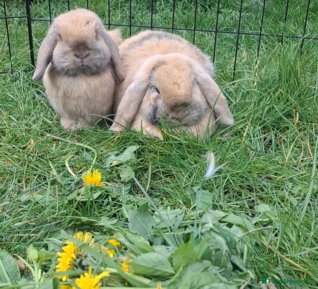 Guinea Pig rodents for sale: Small animal boarding services  - Advert 2