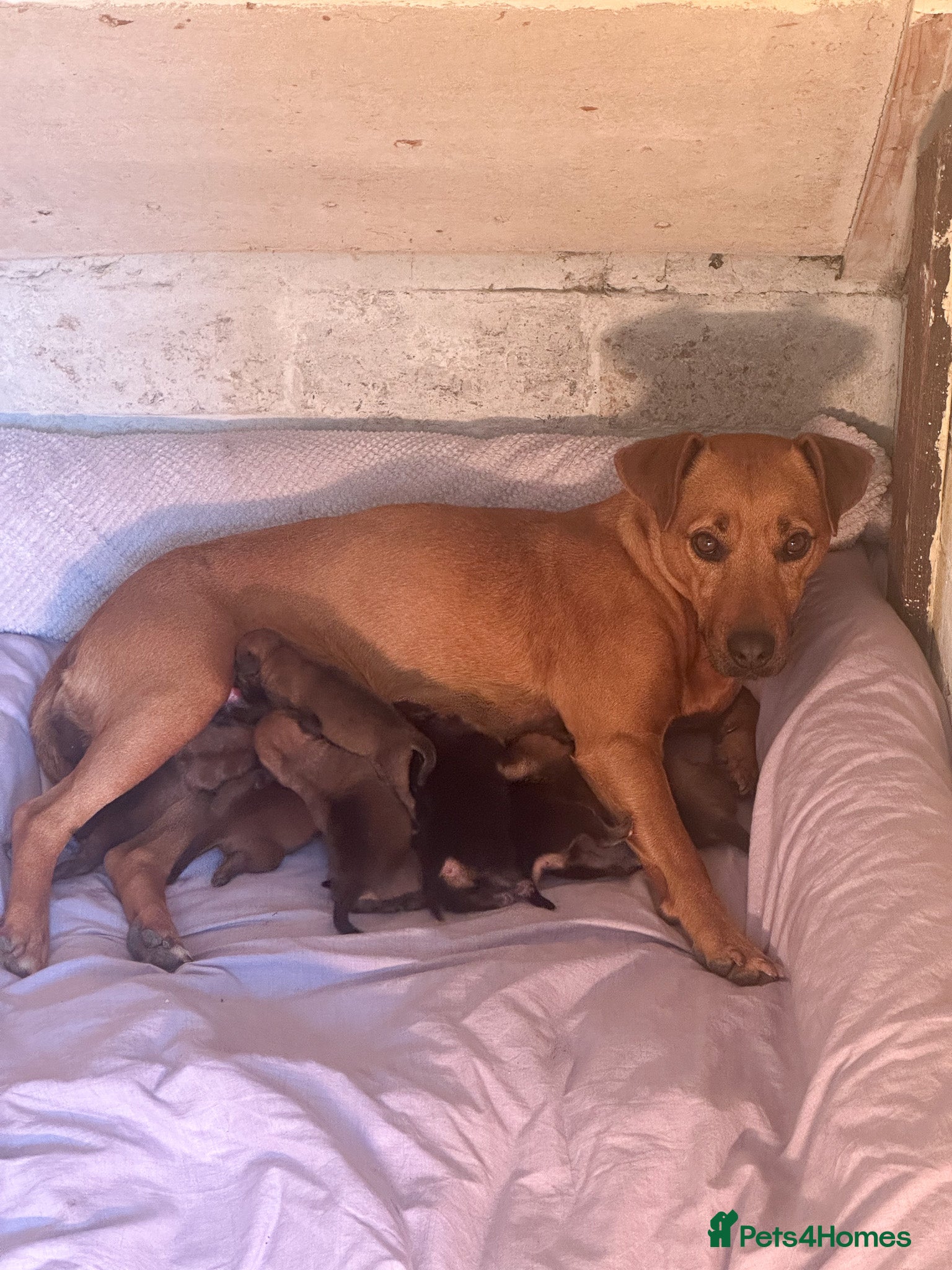 Mixed Breed dogs for sale: Patterdale X Lakeland Puppies for Sale in Letchworth Garden City - Advert 30
