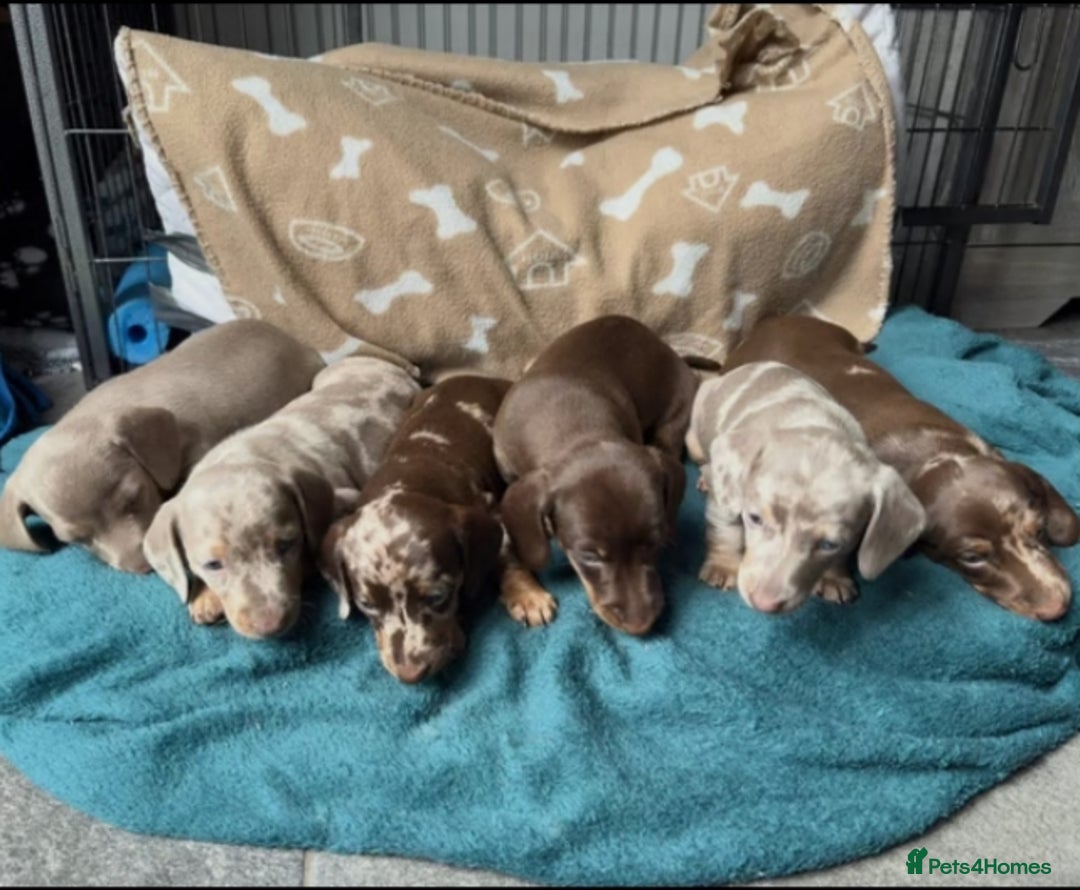 Miniature Dachshund dogs for sale: Adorable Miniature Dachshund Puppies  - Image 1