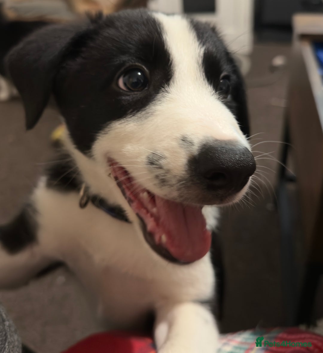 Border Collie dogs for sale: Border collie pups - Image 3