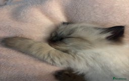 Ragdoll cats for sale: Ragdoll - Pedigree  - Image 11