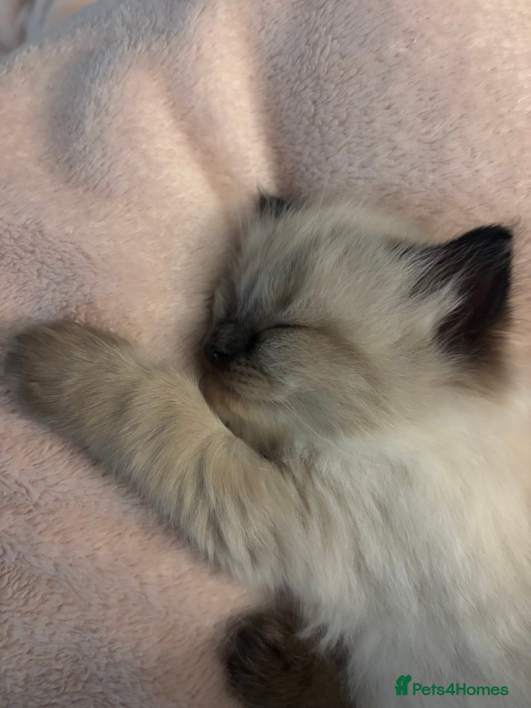 Ragdoll cats for sale: Ragdoll - Pedigree  - Image 11