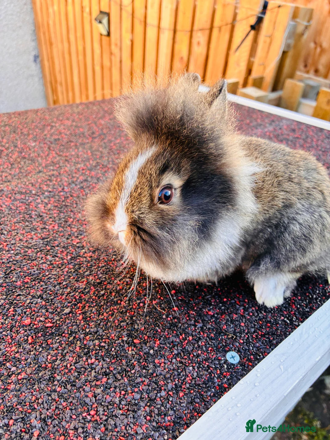 Lionhead rabbits for sale: Male lion head for sale! - Advert 2