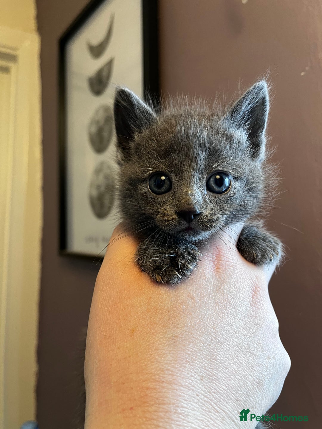 Mixed Breed cats for sale: Beautiful grey, tabby and black kittens  - Advert 8