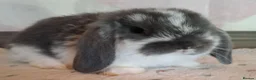 Mini Lop rabbits for sale: Various ages - Advert 4