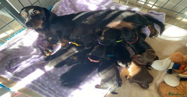 Miniature Dachshund dogs - Advert 7